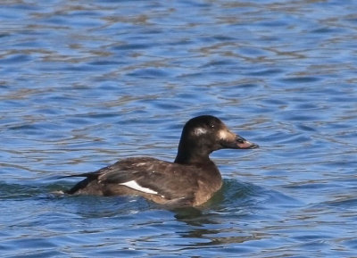 White-winged Scoter