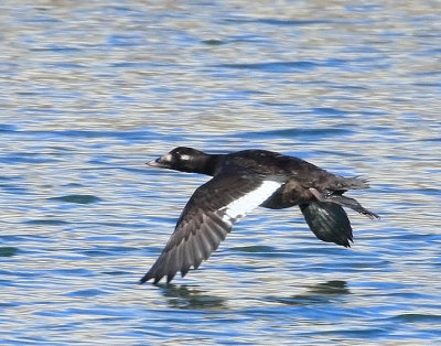 White-winged Scoter