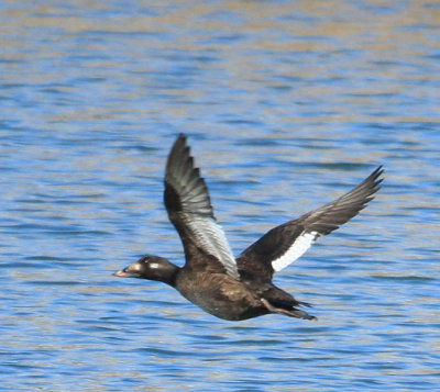 White-winged Scoter