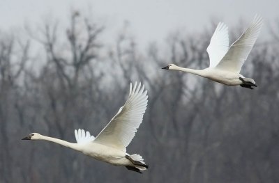 Tundra Swan & Trumpeter Swan