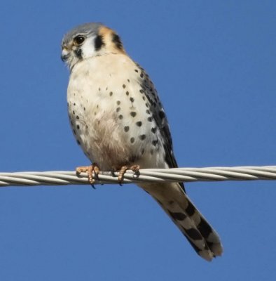 American Kestrel