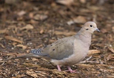 Mourning Dove