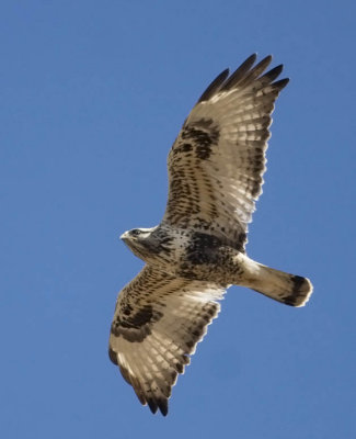 Rough-legged Hawk