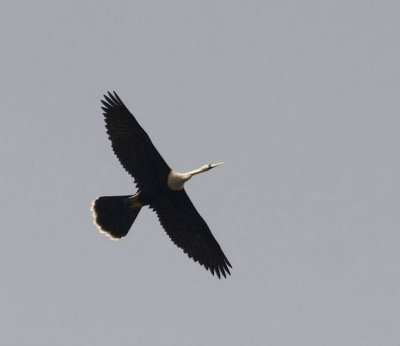 Anhinga