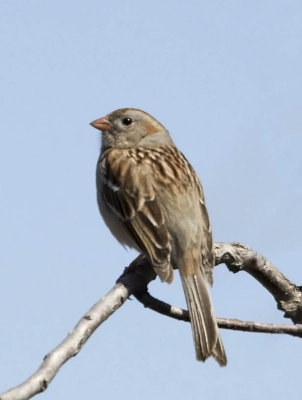 Field Sparrow