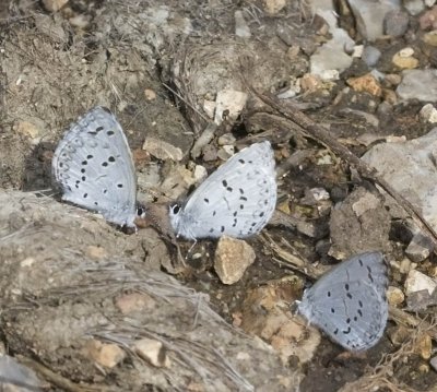 Spring Azure