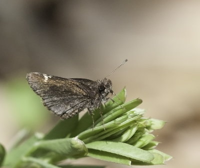 Common Roadside-Skipper