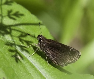 Common Roadside-Skipper
