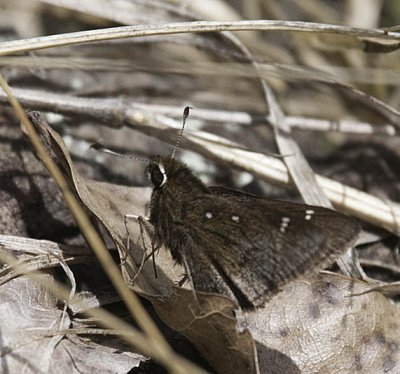 Dusted Skipper