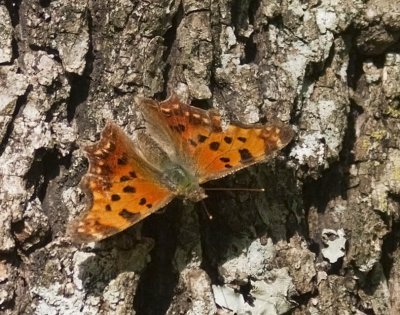 Eastern Comma