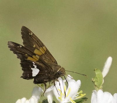 Silver-Spotted Skipper