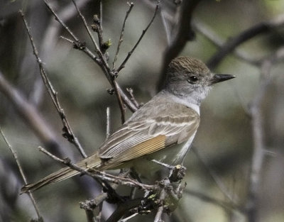 Ash-throated Flyctcher