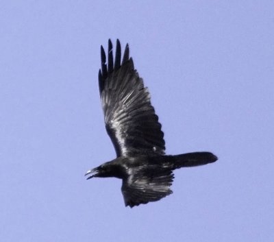 Common Raven