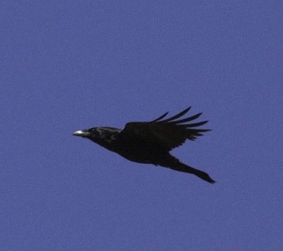 Common Raven