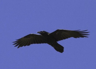 Common Raven