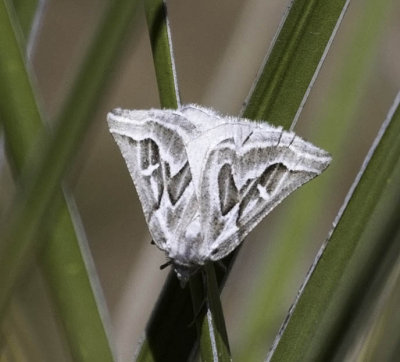 Sagebrush Girdle Moth