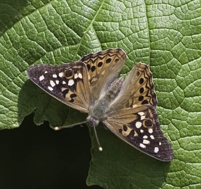 Hackberry Emperor