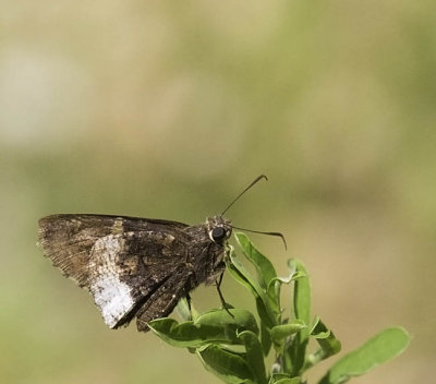 Hoary Edge