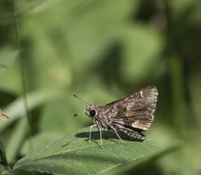 Nysa Roadside-Skipper