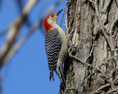 Red-bellied Woodpecker