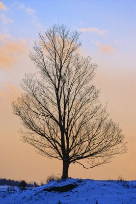 tree in winter dusk