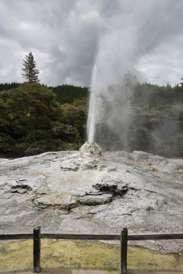 Wai-O-Tapu Thermal Wonderland, Lady Knox Geyser