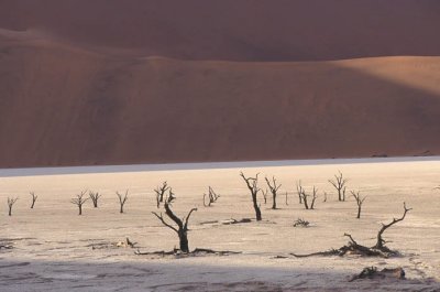 Dead trees and dune