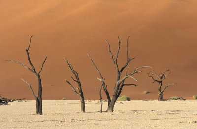 Dead Vlei