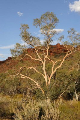 Big tree