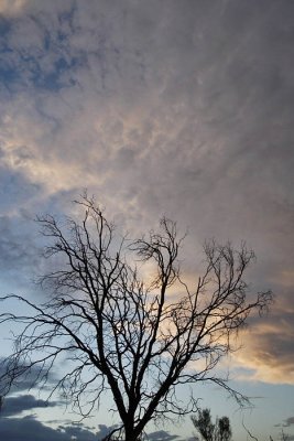 Tree and clouds