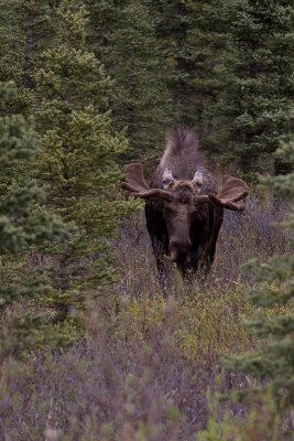 Denali National Park