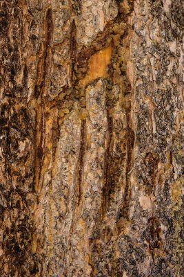 Roosevelt Country, tree bear marks