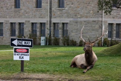 Mammoth Country, elk at Mammoth Village