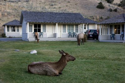 Mammoth Hot Springs Hotel, unexpected visit