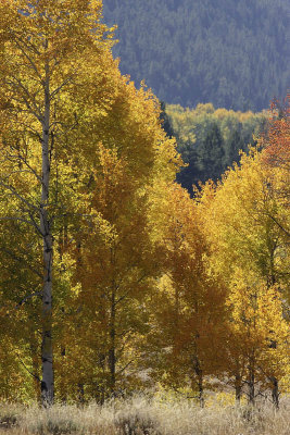 Oxbow Bend