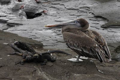 Marine iguanas and pelican, Egas Port, Santiago Island
