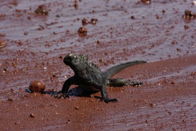Marine iguana, Rabida Island