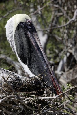 Pelican, Rabida Island
