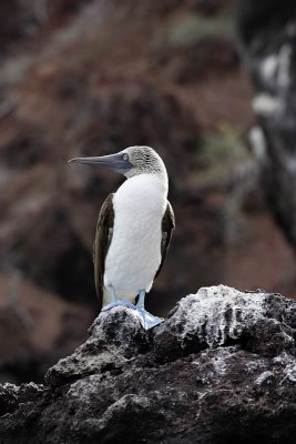 Blue-footed booby, Rabida Island