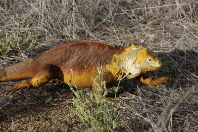 Land Iguana, Santa Cruz Island