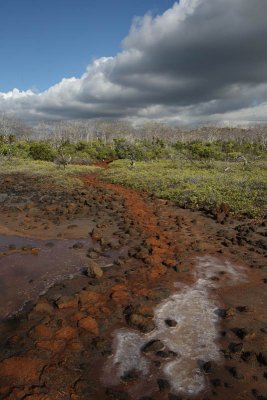 Trail to Dragon Hill, Santa Cruz Island