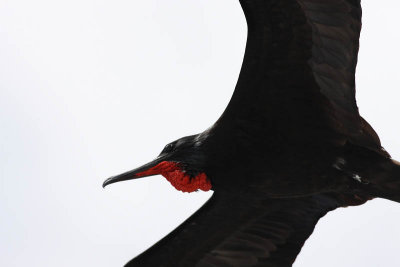 Magnificent Frigatebird