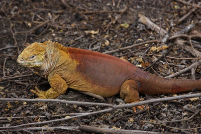 Land Iguana, Santa Cruz Island