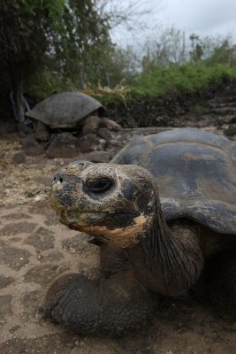 Giant Tortoise, Charles Darwin Research Station