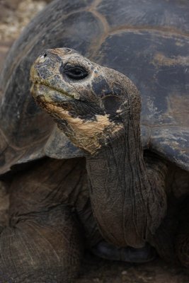 Giant Tortoise, Charles Darwin Research Station