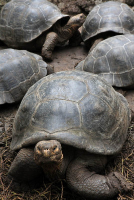 Giant Tortoises, Floreana Island