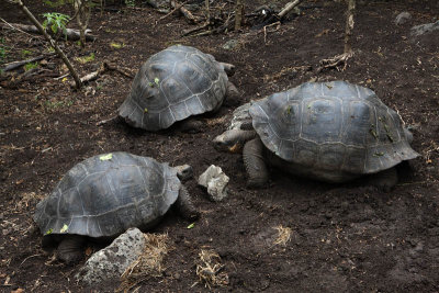 Giant Tortoises, Floreana Island