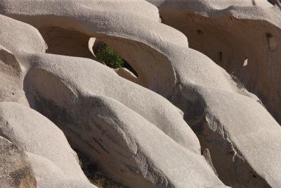 Rose Valley