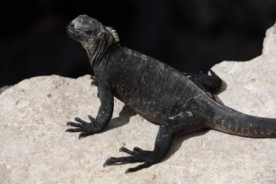 Marine iguana, Puerto Ayora, Santa Cruz Island