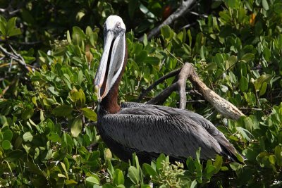 Pelican, Puerto Ayora, Santa Cruz